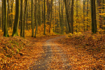 Obraz premium Forest paths in autumn colors in the Tricity Landscape Park, Gdansk, Poland