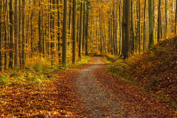 Forest paths in autumn colors in the Tricity Landscape Park, Gdansk, Poland