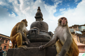 Templo de los monos katmandu
