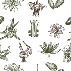 Cocoa branch seamless pattern. Isolated hand drawn illustration on white background. Organic healthy food.
