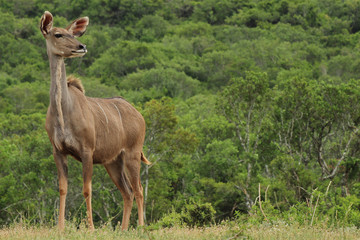 A female Kudu (Tragelaphus strepsiceros) in the Addo Elephant National Park near Port Elizabeth,...