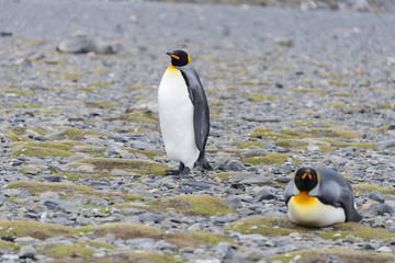 Naklejka premium King penguins on South Georgia island