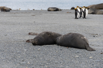 Fototapeta premium Sea elephant