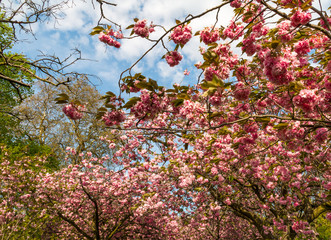 Pink tree blossom in full bloom in Greenwich Park, London, United Kingdom on a sunny spring day