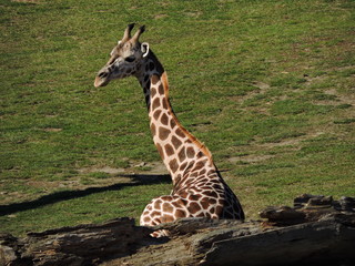 Obraz premium Giraffe sitting on the ground