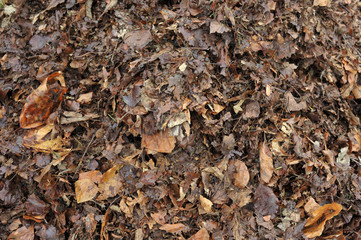 Leaves