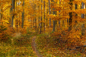 Forest paths in autumn colors in the Tricity Landscape Park, Gdansk, Poland