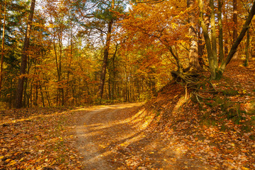 Forest paths in autumn colors in the Tricity Landscape Park, Gdansk, Poland