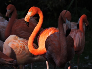 Pink flamingo standing in the ray of light among the other birds in the shadow © lolilale