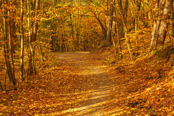 Obraz premium Forest paths in autumn colors in the Tricity Landscape Park, Gdansk, Poland