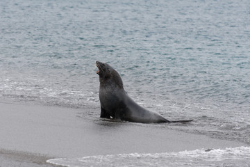 Obraz premium Fur seal