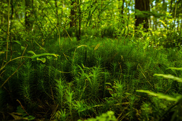 Saturated greens in the forest