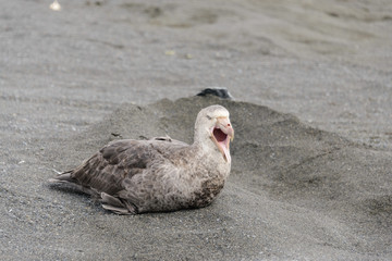 Giant petrel