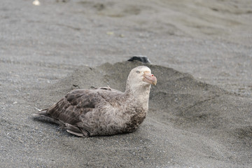 Giant petrel