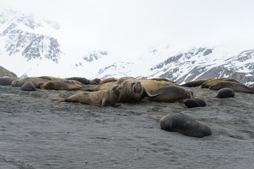 Aggressive sea elephant