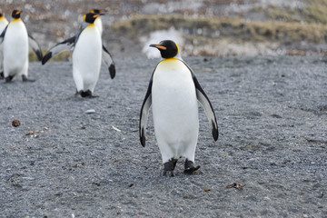 Obraz premium King penguins on South Georgia island