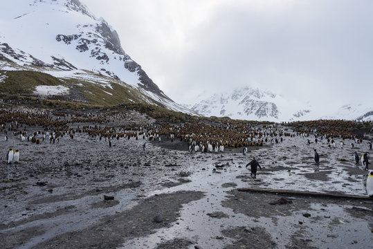 south Georgia landscape with king penguins