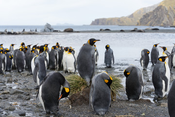 king penguins with chiks  on South Georgia island