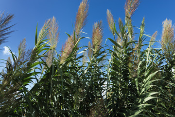 Arundo donax (giant cane)