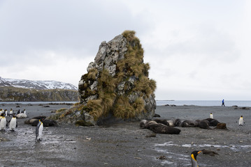 south Georgia landscape with king penguins