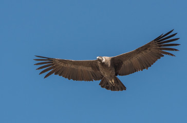 Andean Condor in Flight