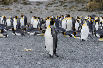king penguins on South Georgia island
