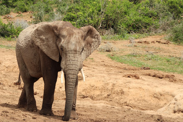 Obraz premium An African elephant in the Addo Elephant National Park near Port Elizabeth, South Africa.