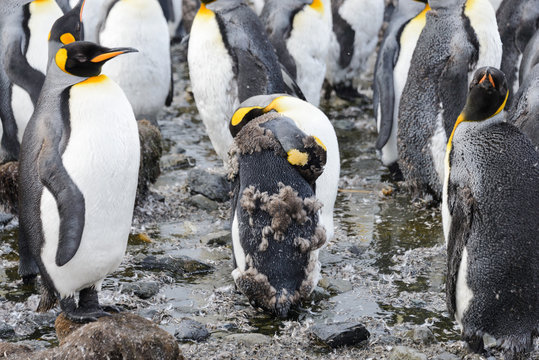 king penguins with chiks  on South Georgia island