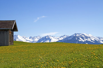 Fototapeta premium Allgäu - Panorama - Berge - Löwenzahn - Mai - April - Frühling - Traumhaft 