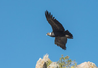 Andean Condor in Flight