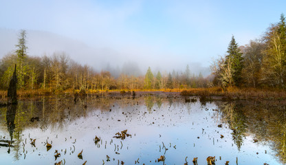 Foggy Morn At McLane Creek