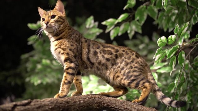 Jungle Cat Stands Atop Branch Closeup