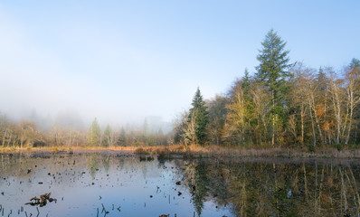 Foggy Morn At McLane Creek