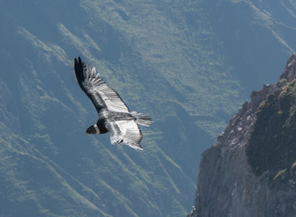 Andean Condor in Flight