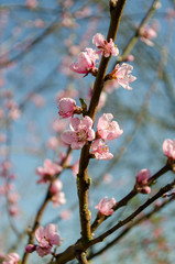 Fleur de pêché