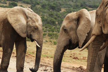 African elephants in the Addo Elephant National Park near Port Elizabeth, South Africa.