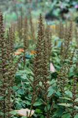 flower bud of astilbe chinensis saxifagaceae from china