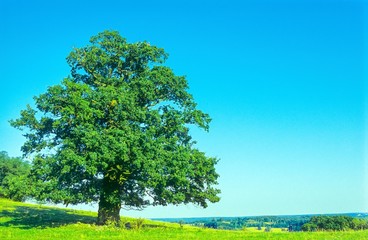 Fototapeta na wymiar Einzelner Baum (alte Eiche, Quercus robur) steht auf einem Hügel auf einer Wiese bei blauem Himmel im Sommer, Landschaft, Weite, Mecklenburg-Vorpommern, Deutschland, Europa 