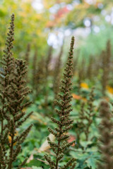 flower bud of astilbe chinensis saxifagaceae from china