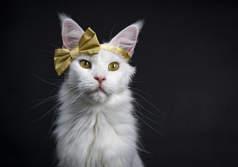 Obraz premium Head shot of White Maine Coon girl cat wearing golden bow on head sitting up isolated on black background