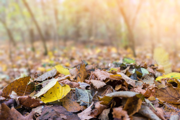 Earth is covered with colorful leaves hornbeam and other trees, soft background with place for text