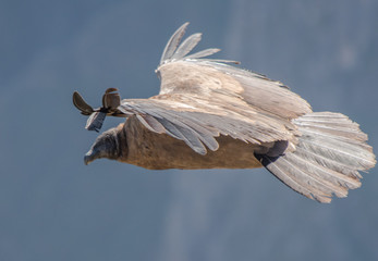 Andean Condor in Flight