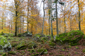 Autumn forest in november