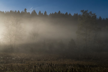 Nebelschwaden vor einem Waldstück