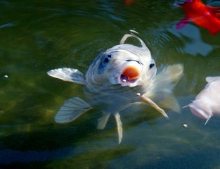 Ein Koi schnappt nach Fischfutter