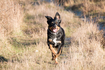 Hund Border Collie Mix schwarz braun beim Laufen