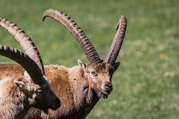 Close up of male ibex in the spring near Pontresina