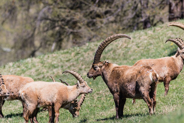 Close up of male ibex in the spring near Pontresina