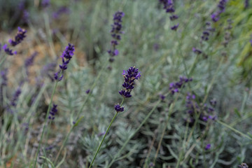 lavender herb plant lavandula angustifolia lamiaceae from europe in garden