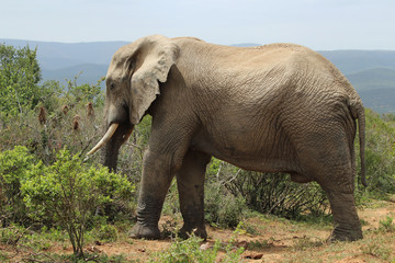 Obraz premium An African elephant in the Addo Elephant National Park near Port Elizabeth, South Africa.